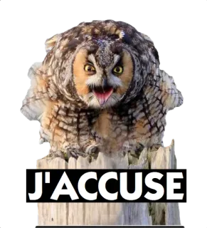 🐧 J'ACCUSE сова, обвинение, птица telegram sticker