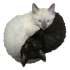 😸