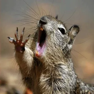 😉 Eichhörnchen, Gähnen, Tier, Nagetier, Wildtier, Süß, Natur telegram sticker