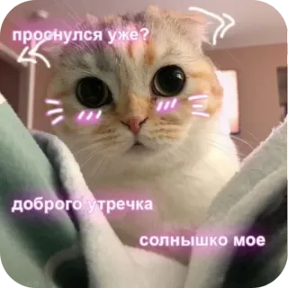 🏠 проснулся уже? доброго утречка солнышко мое telegram sticker