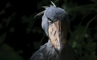 Shoebill telegram stickers