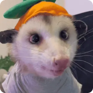 🥕 opos, uroczy, zwierzę, kapelusz telegram sticker