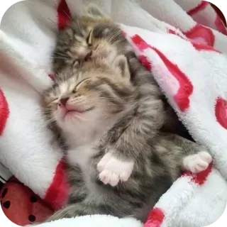 🐱 kätzchen, schlafend, süß, tier, katze, haustier, hauskatze telegram sticker