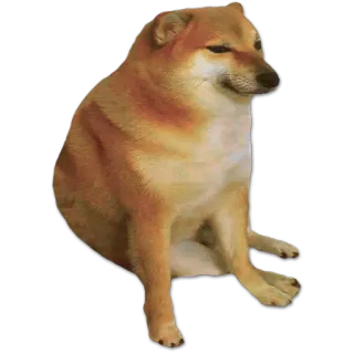 😏 Cheems 犬, ミーム, 動物, ペット telegram sticker