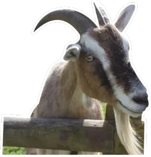 😊 goat, animal, farm, cute, nature telegram sticker