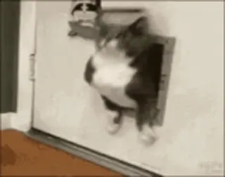 🥺 cat, door, animal, cute, pet, funny telegram sticker