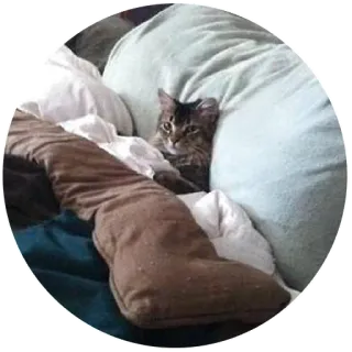 😒 gato, mascota, animal, gato doméstico, gatito, durmiendo, cama telegram sticker