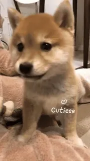 🥺 Cutieee 犬, かわいい, ペット, 子犬, 柴犬, 愛らしい, 動物, わんこ telegram sticker