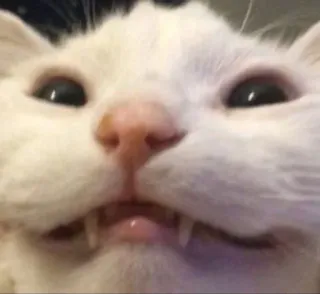 😬 cat, funny, meme, animal, pet telegram sticker