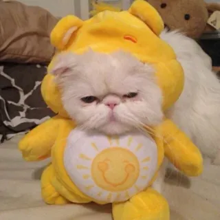 😑 Katze, Kostüm, süß, lustig, Tier, Haustier telegram sticker