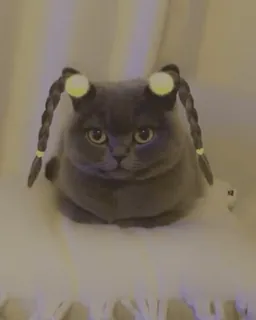 🥰 Katze, Tier, Haustier, Zöpfe, graue Katze, süß whatsapp sticker
