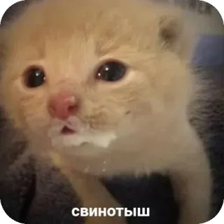 🐱 свинотыш 小猫, 猫, 动物, 可爱, 宠物 whatsapp sticker