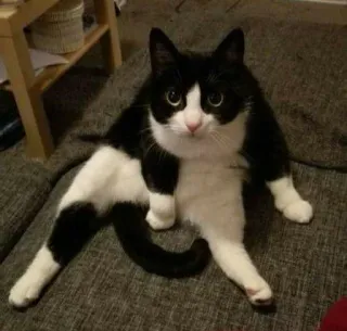 🎥 cat, tuxedo cat, animal, pet, domestic animal, cute telegram sticker