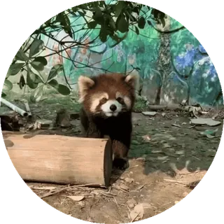 🐼 Panda mała, Zwierzę, Natura, Dzikie zwierzę, Ssaki, Na zewnątrz telegram sticker