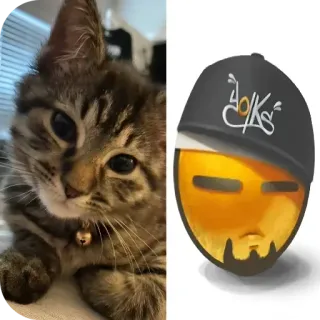 🐱 猫, 小猫, 表情符号, 肖像, 可爱, 家畜 telegram sticker