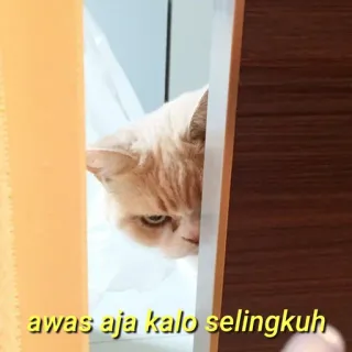 💛 awas aja kalo selingkuh gato, ameaça, engraçado, aviso telegram sticker