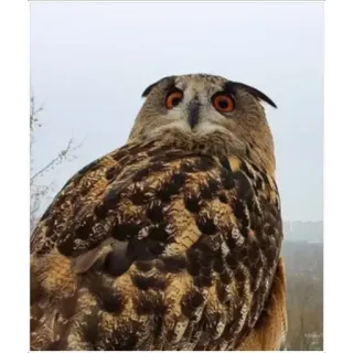 😟 owl, bird, raptor, nature, wildlife, animal telegram sticker