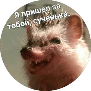 😤 Я пришел за тобой, сученька. hérisson, animal, offensant, texte, russe, menace telegram sticker
