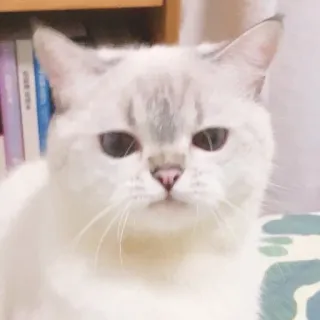 🐈 猫, 動物, ペット, 飼い猫, 可愛い, 白猫 whatsapp sticker