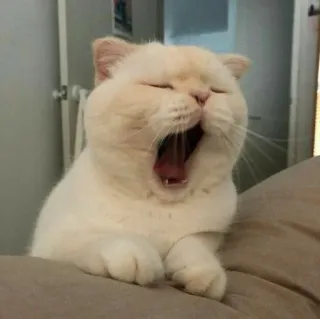 🧩 gatto, sbadiglio, gatto bianco, carino, animale, animale domestico telegram sticker