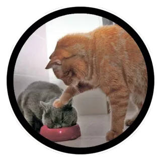 😤 gato, animal de estimação, animal, gato doméstico, felino telegram sticker