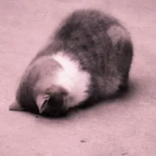 🥶 кот, животное, питомец, кошачий, домашнее животное telegram sticker