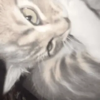 😼 mèo, động vật, thú cưng, mèo, mèo nhà telegram sticker