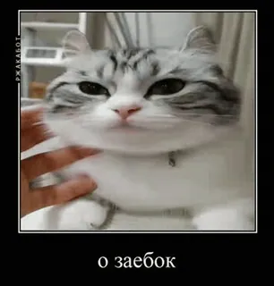 🥴 о заебок gato, engraçado, fofo, animal, meme, animal de estimação telegram sticker