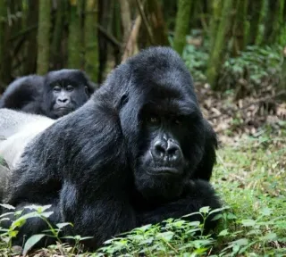 🤨 gorilla, scimmia, animale, fauna selvatica, primate, natura, mammifero, foresta telegram sticker