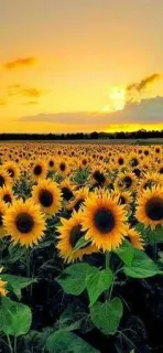 🙈 sunflower, field, sunset, nature, flowers, scenery, golden hour, summer telegram sticker