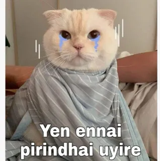 😂 Yen ennai pirindhai uyire gato, triste, chorando, meme, animal telegram sticker