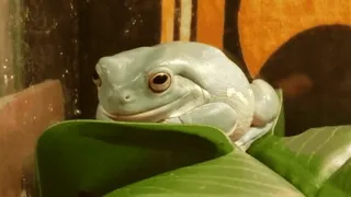🧐 frog, amphibian, green, animal, wildlife telegram sticker
