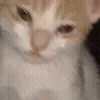 🐱