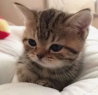 😕 kitten, cat, cute, animal, pet, feline telegram sticker
