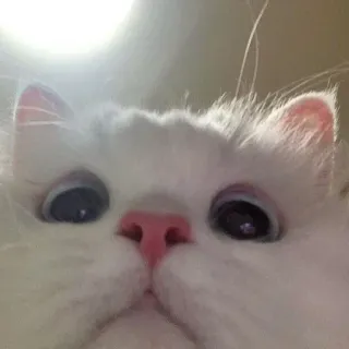 🥺 kot, biały kot, zwierzę domowe, zwierzę, śmieszne, zbliżenie, słodkie telegram sticker