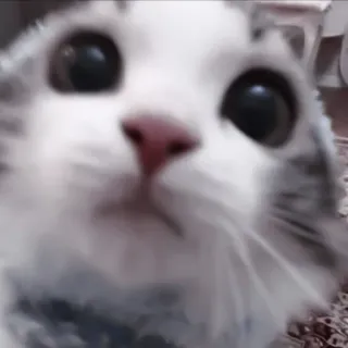 🐈 kot, zwierzę, zwierzę domowe, zbliżenie, słodki, ssak, kot domowy telegram sticker