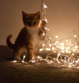 🤩 cat, kitten, lights, cute, pet, animal, domestic, playful telegram sticker