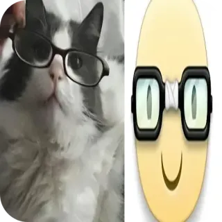 😎 猫, 眼镜, 动物, 可爱, 宠物 telegram sticker