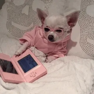 🐩 dog, chihuahua, glasses, DS, gaming, cute, animal, pet telegram sticker