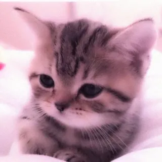 🐈 kitten, cat, cute, animal, pet, domestic animal telegram sticker