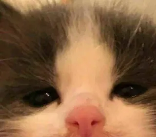 😩 猫, 子猫, 動物, かわいい, ペット, 哺乳類 whatsapp sticker