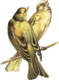 🐤 uccelli, canarini, natura, animali, fauna selvatica whatsapp sticker