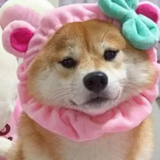 👶 cane, shiba inu, carino, animale, animale domestico, rosa, costume, copricapo telegram sticker