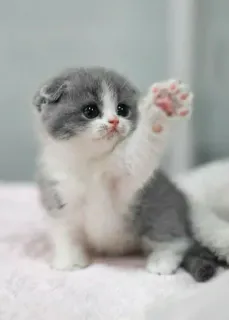 🐈‍⬛️ kitten, cat, cute, animal, pet, domestic, scottish fold telegram sticker