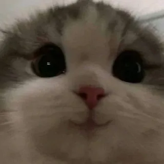 😗 Katze, süß, Kätzchen, Tier, Haustier, Haustier whatsapp sticker