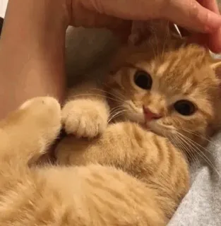 💓 кот, котенок, милый, рыжий кот, домашний кот, питомец whatsapp sticker