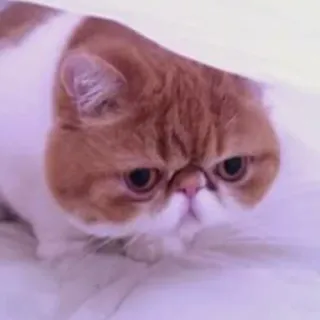 😕 cat, cute, animal, pet, feline, domestic cat telegram sticker