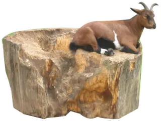 🛌 goat, animal, mammal, horns, nature, wildlife telegram sticker