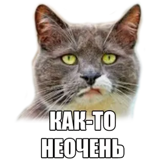 😕 КАК-ТО
НЕОЧЕНЬ gato, meme, ruso, triste whatsapp sticker