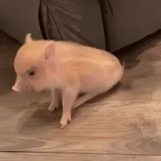🐽 whatsapp sticker